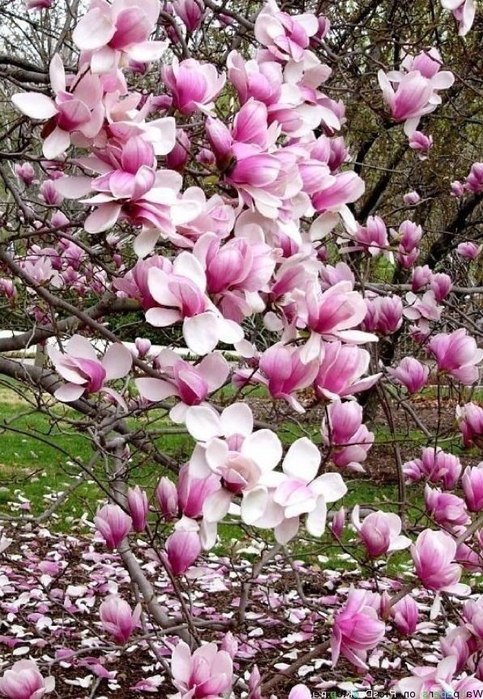 IMG_20250418_184328_897 (483x700, 141Kb)
