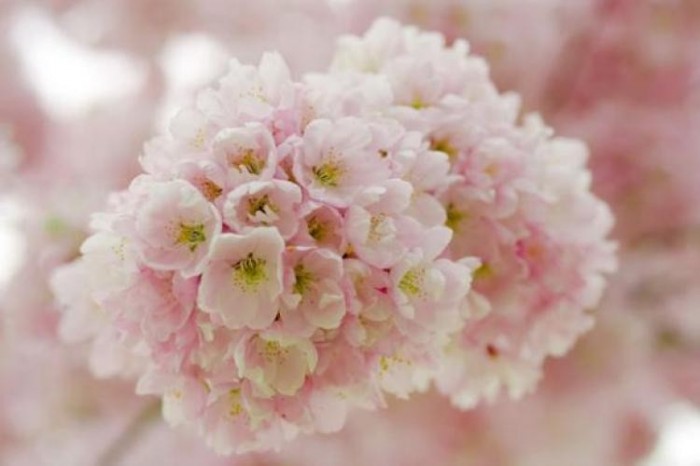 http://img1.liveinternet.ru/images/foto/b/1/apps/1/280/1280267_22.jpg