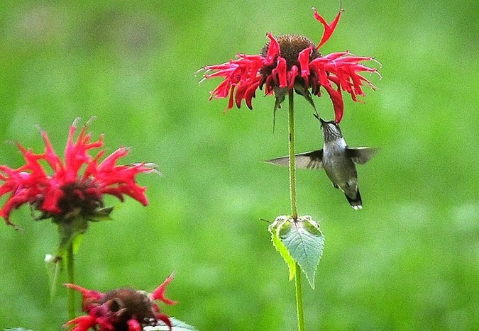 Колибри прилетела пообедать в сад в городе Вашингтон, штат Вермонт.