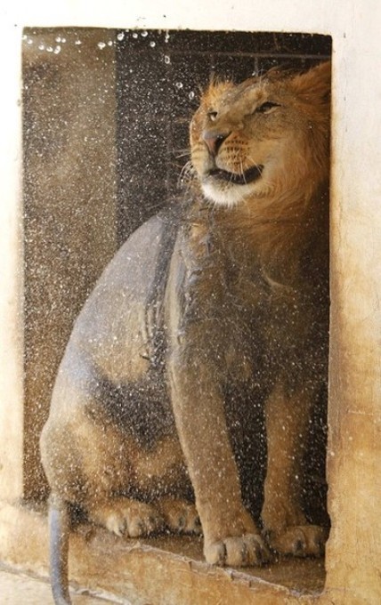 Лев в зоопарке Аммана.