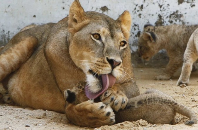 Львица зоопарке Ядуда.