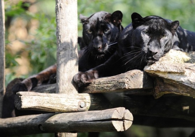 Черные пантеры в зоопарке Амневилля.