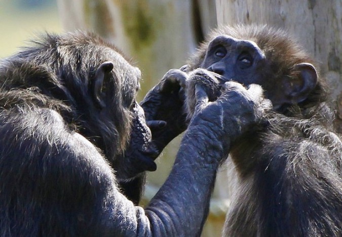 Два шимпанзе в зоопарке Эдинбурга.