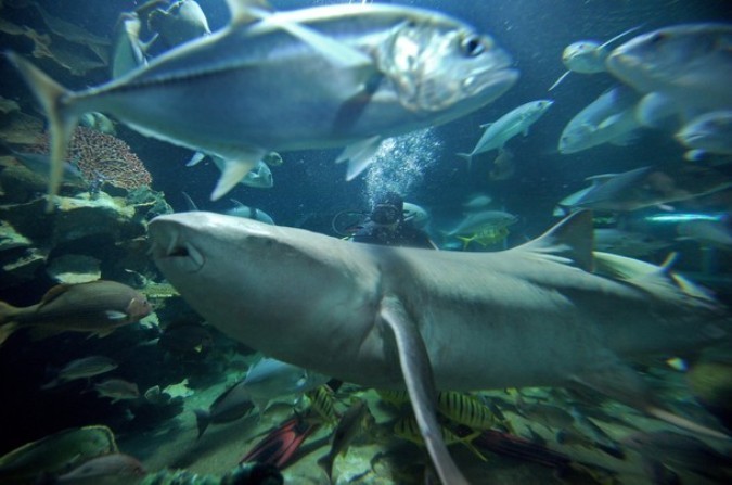 Кормление акул и рыб в аквариуме Чинагмаи зоопарка.