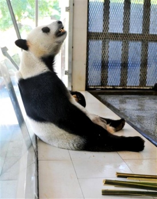 Гигантская панда в номере с кондиционером в Фучжоу.
