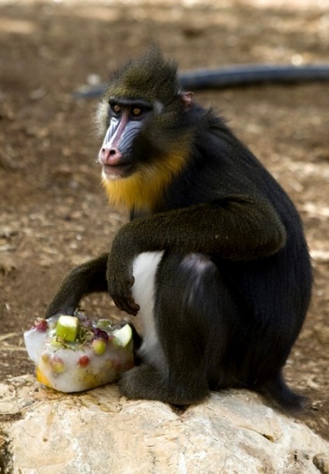 Барбари обезьяна в зоопарке Иерусалима.