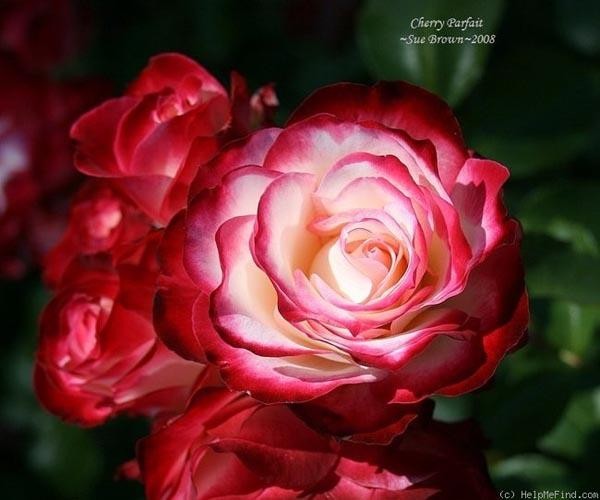 Роза Jubile du Prince de Monaco /  Интернет-магазин «Флора-СПб» представляет. Роза Jubile du Prince de Monaco. Цена 600 руб. Эта эффектная роза покоряет красотой цветка. В полуроспуске бело-кремовые лепестки окантованы нежной малиновой каймой, которая по 
