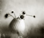  . .  , : , 2 .      -2009.