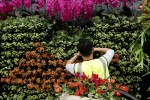 В Лондоне открылось Chelsea Flower Show, Англия, 25 мая 2010 года.