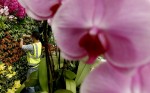 В Лондоне открылось Chelsea Flower Show, Англия, 25 мая 2010 года.