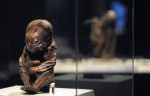 Доколумбовая перуанская мумия, примерно 6 500 лет назад. 'Мумии мира' ('Mummies of the World'): выставка в Калифорнийском научном центре Лос-Анджелеса, 30 июня 2010 года.