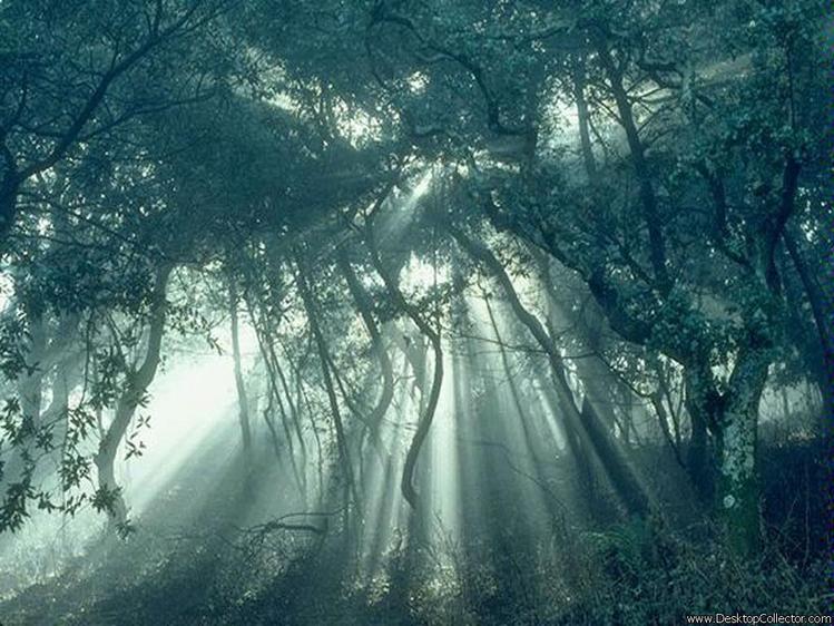 Туманный лес F_14270575
