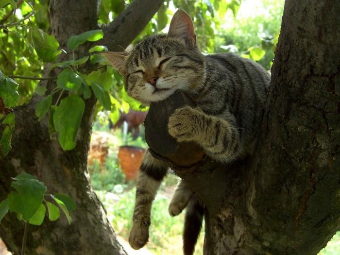 кот