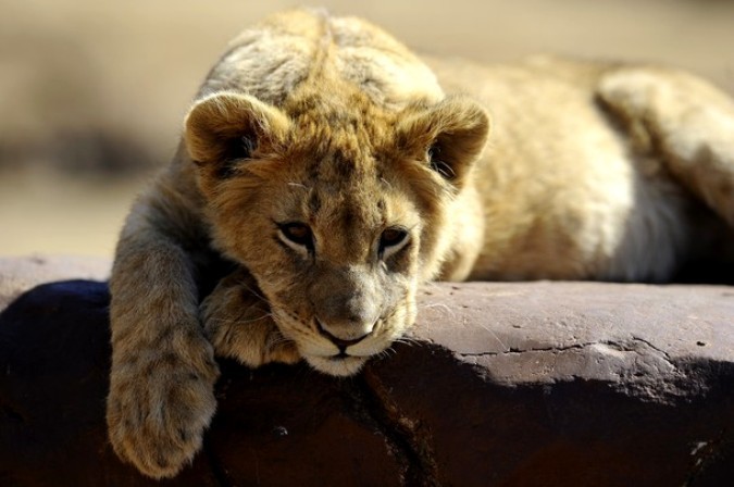 Львенок в частном Rhino and Lion Nature Reserve заповеднике в Krugersdorp, к северу от Йоханнесбурга, ЮАР, 21 июля 2010 года.