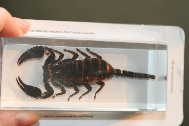 Насекомые №3 Скорпион Гетерометрус (Heterometrus sp.) Фото