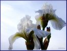 [+]  -   / White Irises