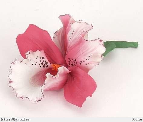 Орхидея имеет выразительный и преисполненный достоинства запах. Этот аристократический аромат создает настроение красоты и богатства, помогает избавиться от беспокойства.