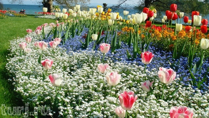 Almanya Mainau Adası, dünya üzerinde bir cennet, Almanya Konstanz Gölü Üzerinde Maina Almanya Mainau Adası, dünya üzerinde bir cennet, Almanya Konstanz Gölü Üzerinde Maina