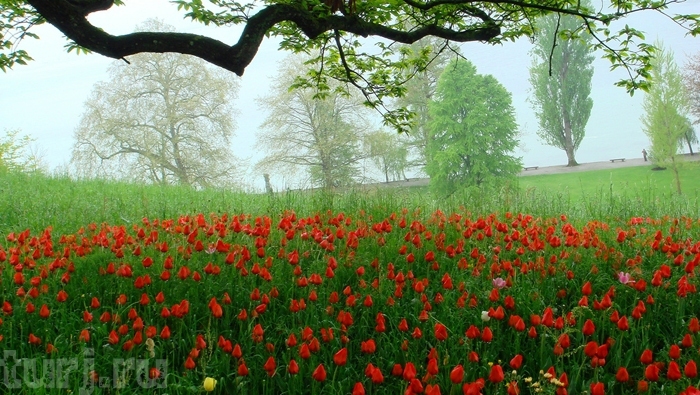 Almanya Mainau Adası, dünya üzerinde bir cennet, Almanya Konstanz Gölü Üzerinde Maina Almanya Mainau Adası, dünya üzerinde bir cennet, Almanya Konstanz Gölü Üzerinde Maina