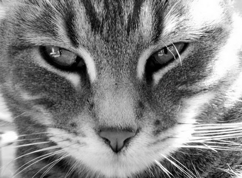 котейка