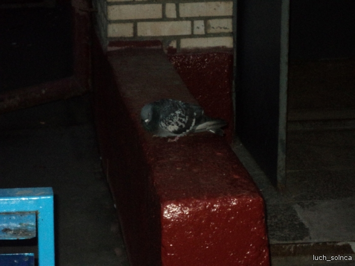 Один мой день в городе Химки