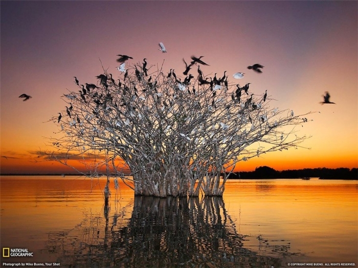 Pantanal.Braziliya