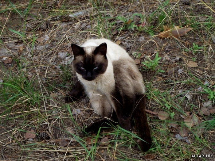 Бедняга-кот.