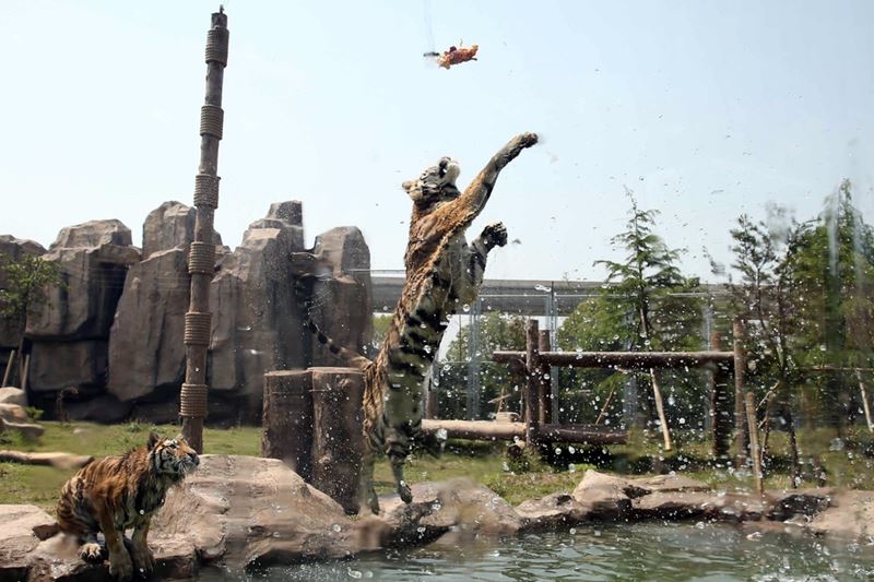 Кормежка тигров в зоопарке Шанхая, Китай