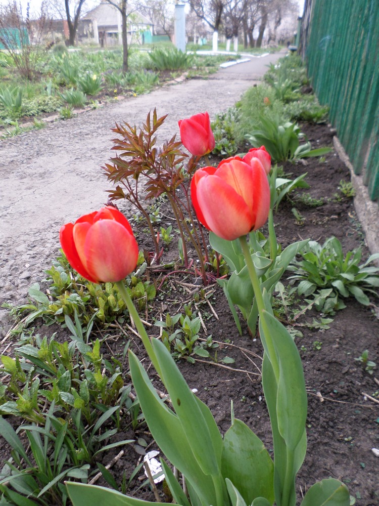 Я обещала котиков!:) Синоптики обещали дождь!:) Все по плану!:) 