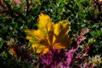 [+]  -   / Autumn leaf