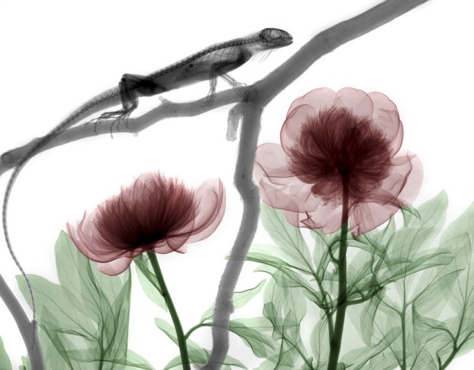 Рентгеновские снимки флоры и фауны Arie van't Riet