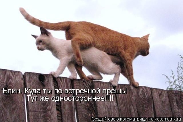 КотоМатрицы