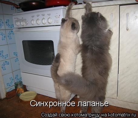 КотоМатрицы