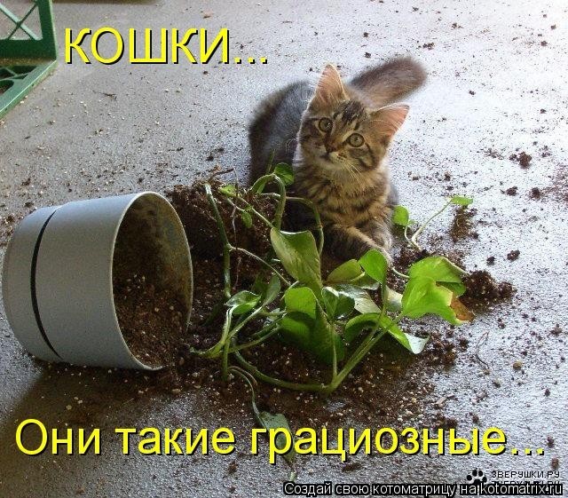 КотоМатрицы