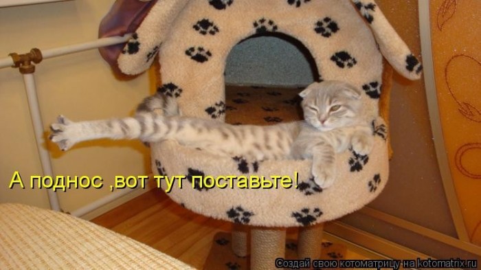 КотоМатрицы
