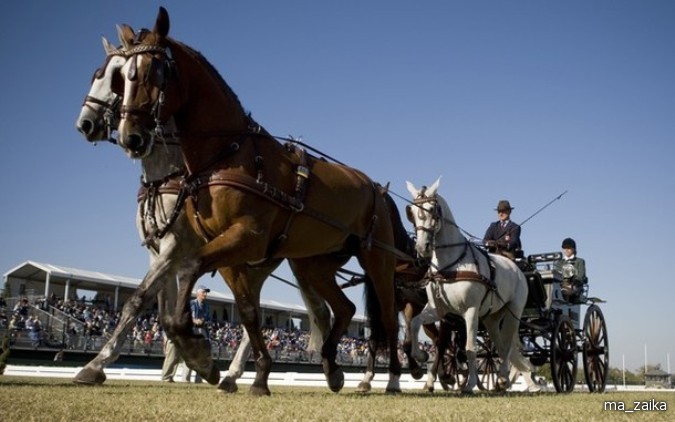 Всемирные конные игры (World Equestrian Games) в Лексингтоне, штат Кентукки, 27 сентября - 7 октября 2010 года.