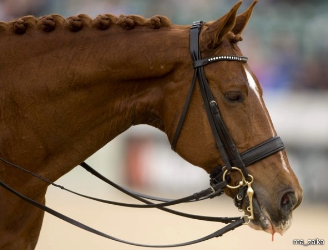 Всемирные конные игры (World Equestrian Games) в Лексингтоне, штат Кентукки, 27 сентября - 7 октября 2010 года.