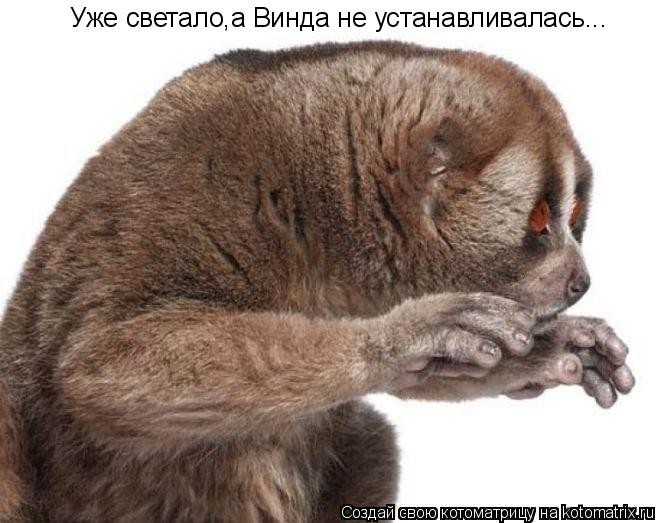 КотоМатрицы