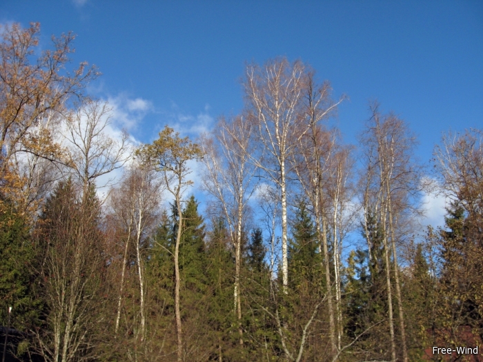 Глухая осень