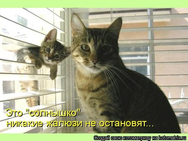 КотоМатрицы