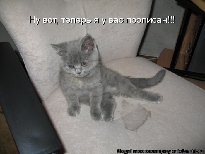 КотоМатрицы