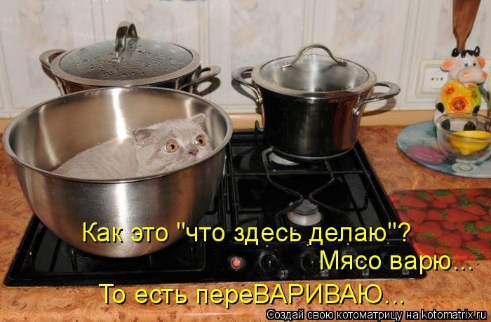 КотоМатрицы 