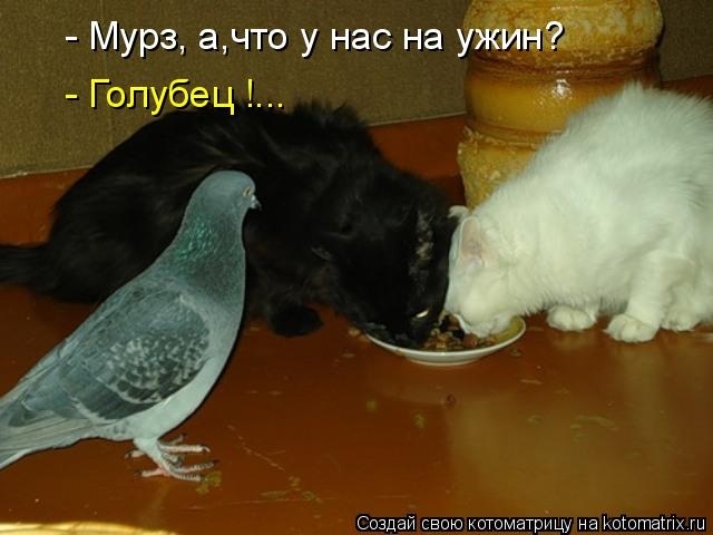 КотоМатрицы 