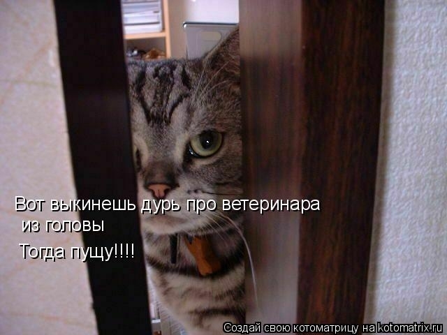 КотоМатрицы 