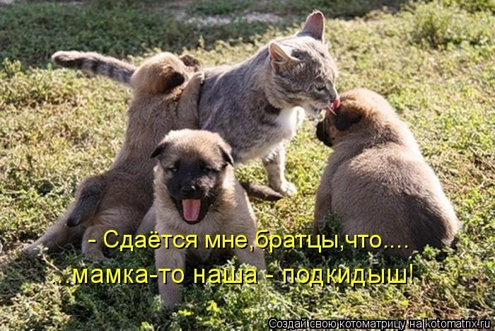 КотоМатрицы