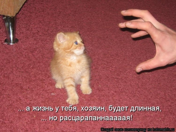 КотоМатрицы