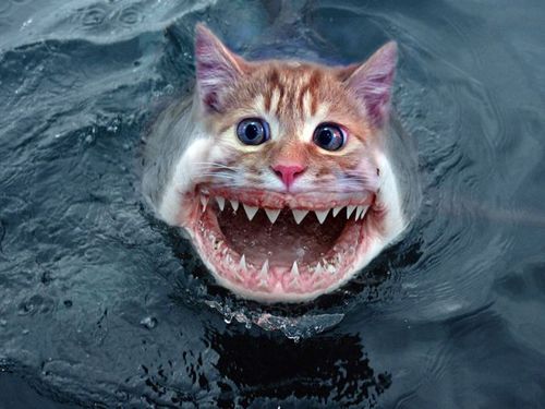  (500x375, 37Kb)