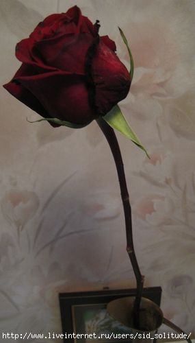  (285x500, 14Kb)