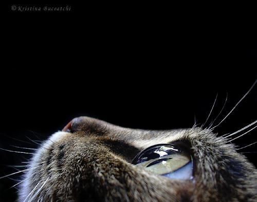  (500x394, 26Kb)