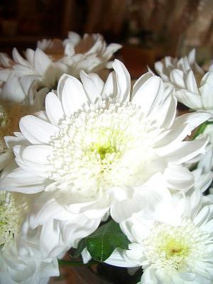 CIMG0842 (300x400, 60Kb)